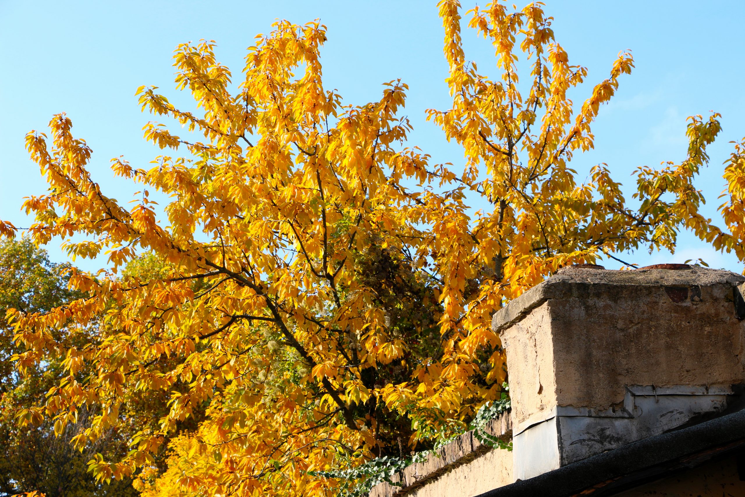 Ein Baum im Herbst mit gelben Blättern