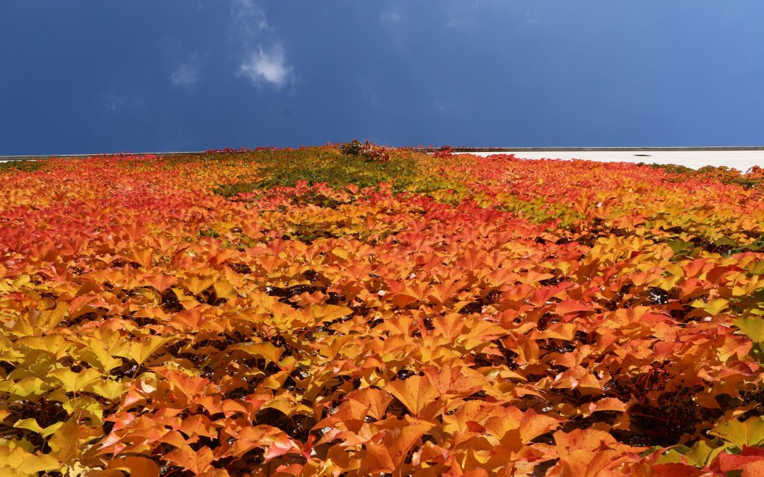 Herbstzeit: Wenn die Natur uns inspiriert und reich beschenkt