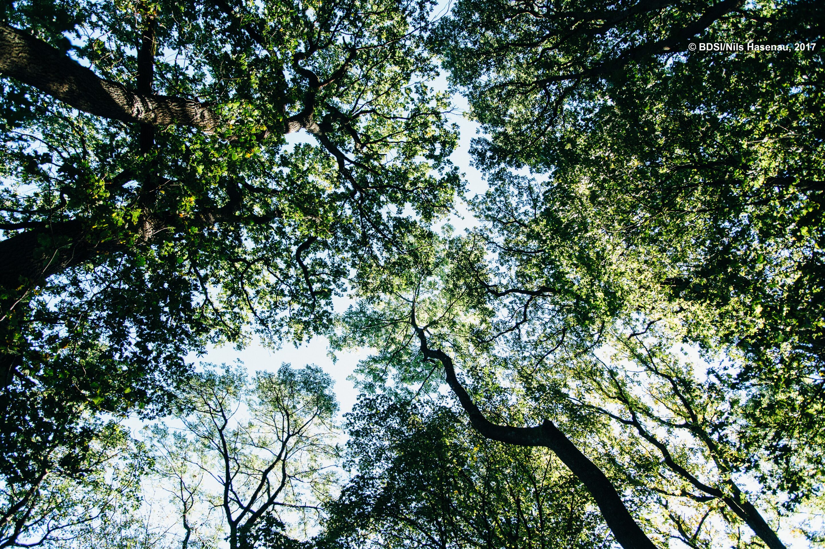 Nimm dir Zeit: Wald tut gut